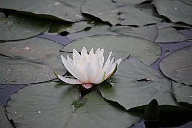 PS5 Pro规格爆料或为真 相关视频被索尼投诉下架